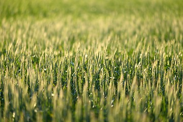 Image showing Closeup photo of some fresh wheat