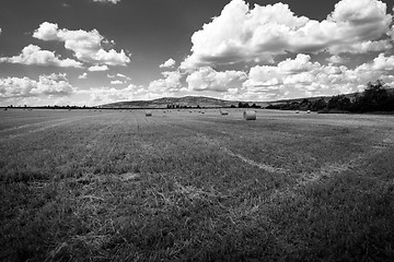 Image showing Hay bails on the field