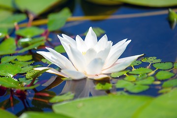 Image showing Water lily in the lake