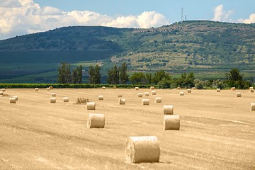 Image showing Hay bails on the field