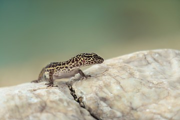 Image showing Gecko lizard on rocks 