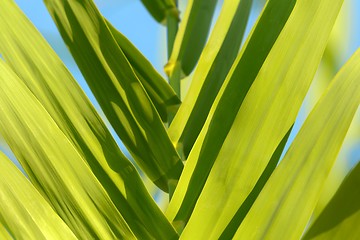 Image showing Fresh green plants outdoors 