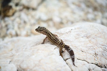 Image showing Gecko lizard on rocks 