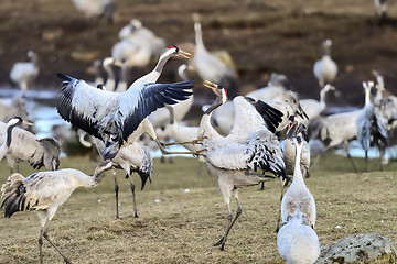 Image showing eurasian crane