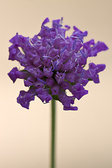 Image showing  violet labiate