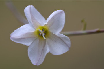 Image showing white silene alba