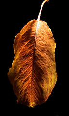 Image showing autumn and the leaf