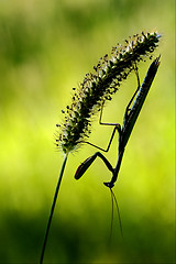 Image showing mantis religiosa and shadow