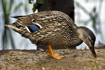 Image showing a duck eating in the earth