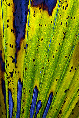 Image showing a leaf in bahamas