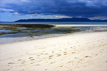 Image showing seaweed in the coast