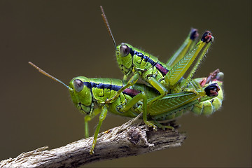 Image showing grasshoper have sex in a tree