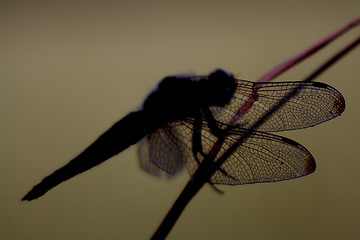 Image showing Libellulidae in brown