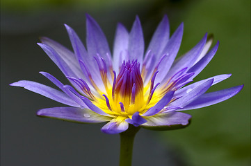 Image showing  garden in mauritius