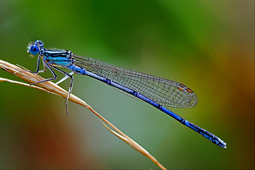 Image showing blue Coenagrionidae