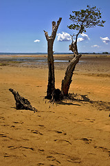 Image showing lokobe tree in madagascar