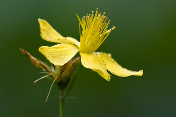 Image showing yellow flower