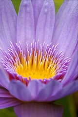 Image showing a flower in mauritius