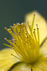 Image showing hypericum perforatum guttifere