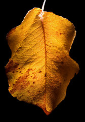 Image showing leaf in autumn