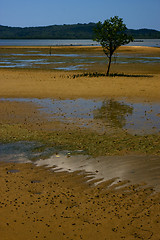 Image showing tree in lokobe