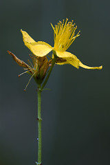 Image showing dark of hypericum 