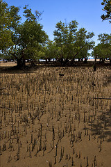 Image showing bush in the reserve