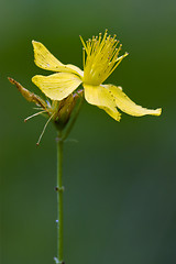 Image showing  yellow hypericum perforatum guttifere