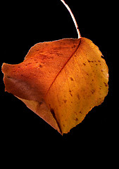 Image showing leaf and colors in autumn