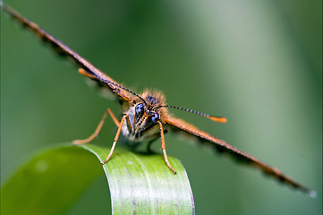 Image showing in front of a butterly