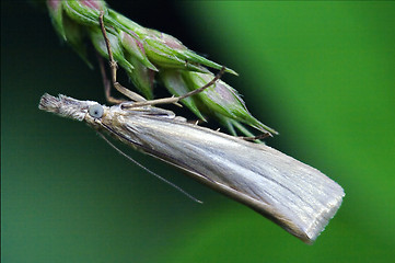 Image showing little white in the green