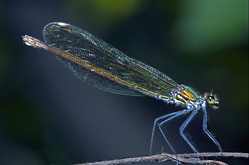 Image showing Coenagrionidae