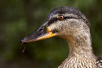 Image showing a duck eating