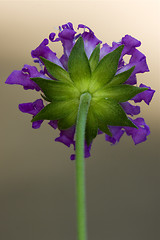 Image showing rear of a violet flower in the grey