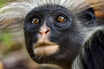 Image showing zanzibar ape