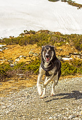 Image showing Alaska husky 