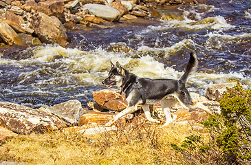 Image showing Alaska husky by a river