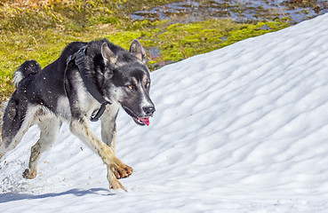 Image showing Alaska husky 