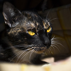 Image showing Portrait of cat with yellow eyes