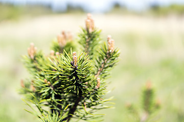 Image showing Pine tree buds in summer
