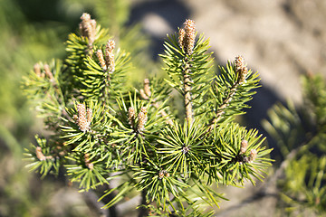 Image showing Young pine tree blossoms