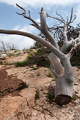 Image showing Fallen trees after fire