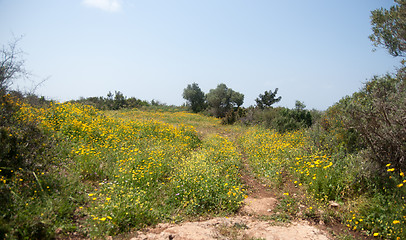 Image showing Spring season landscape