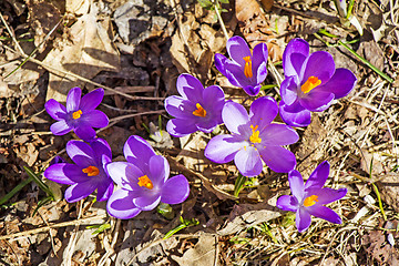 Image showing Crocuses in the spring