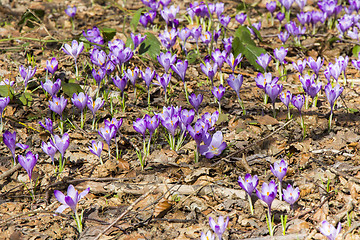 Image showing Crocuses in the spring