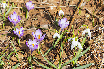 Image showing Snowdrop and Crocuses