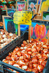 Image showing Boxes with bulbs at the Floating flower market in Amsterdam