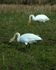 Image showing whooper swan