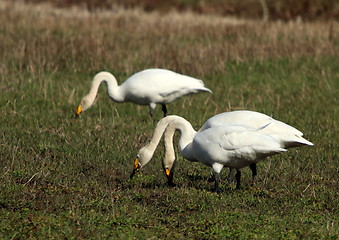 Image showing whooper swan