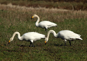 Image showing whooper swan